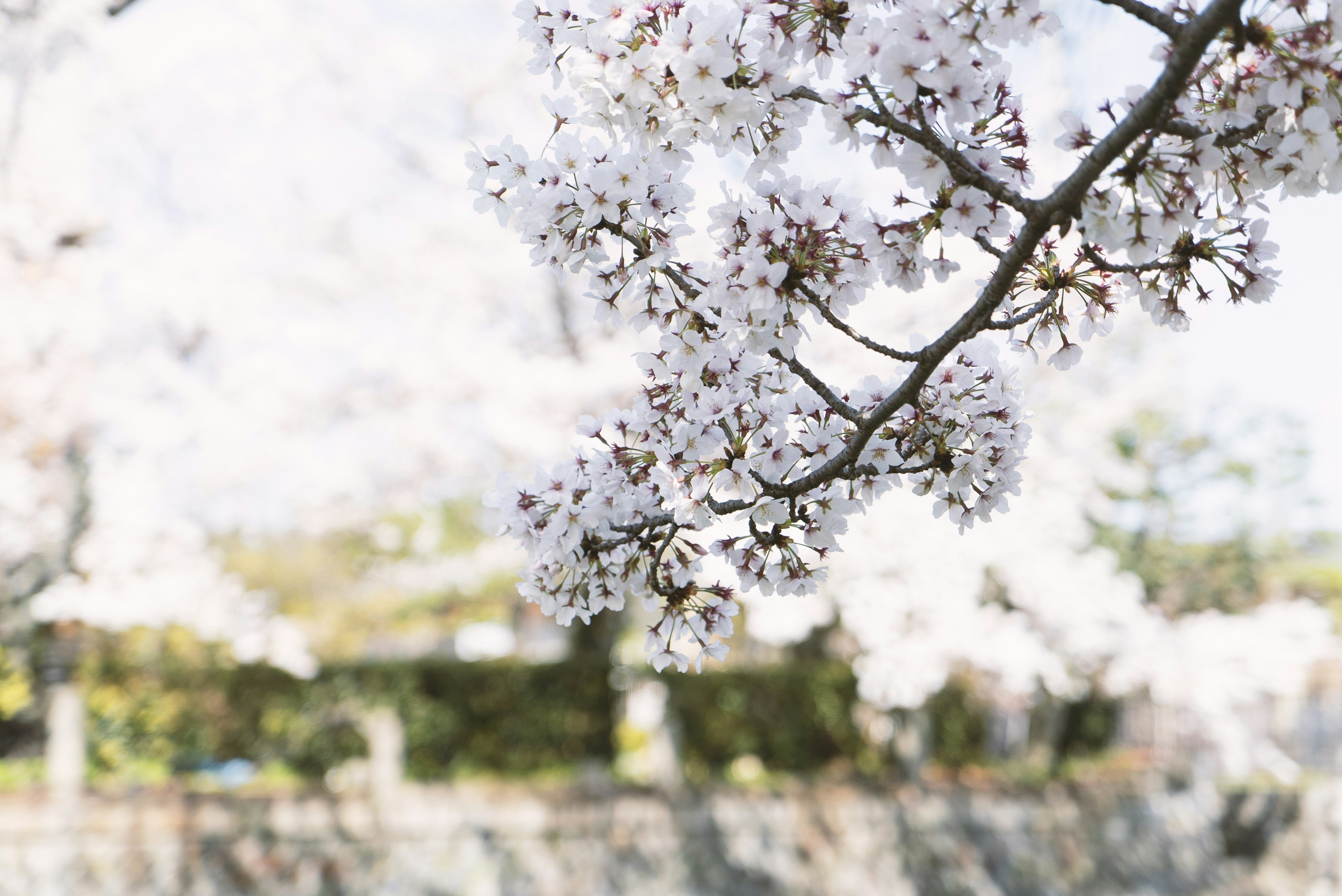 Photo by davidemrich