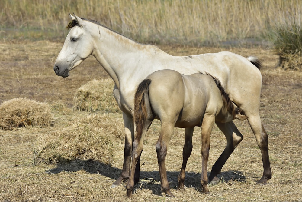 weißes Pferd tagsüber auf braunem Rasen