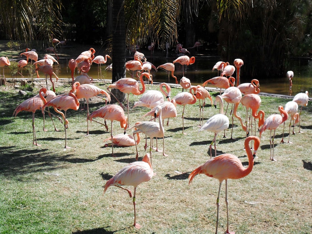 flock of flamingos on green grass field during daytime