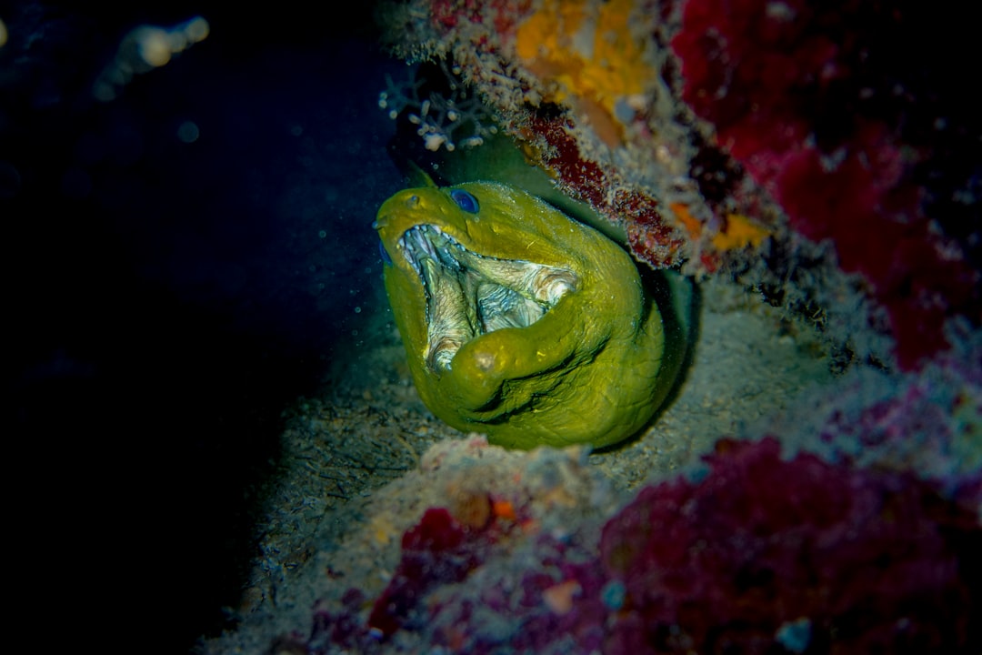 Underwater photo spot Utila Roatán