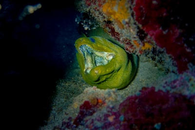 yellow and black fish in water honduras google meet background