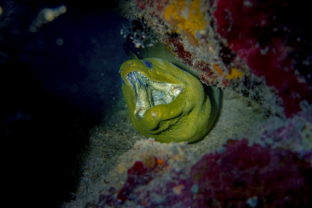 yellow and black fish in water