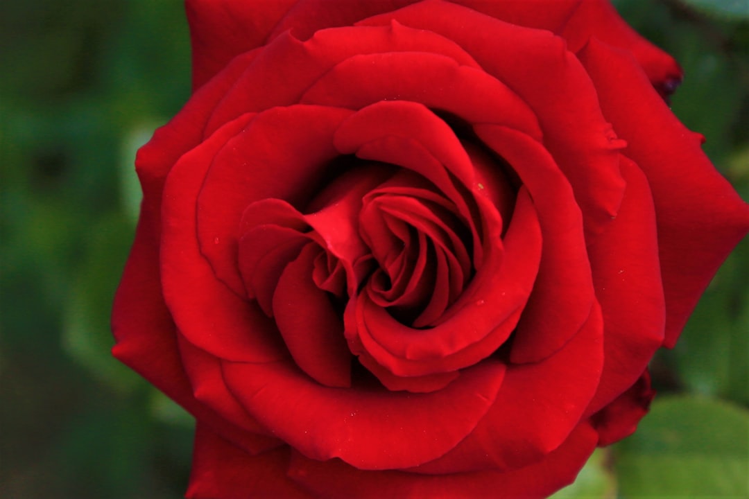 red rose in close up photography