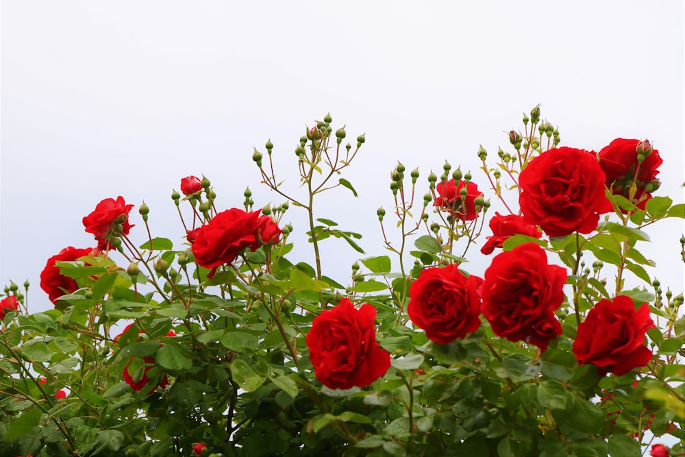 red roses in bloom during daytime