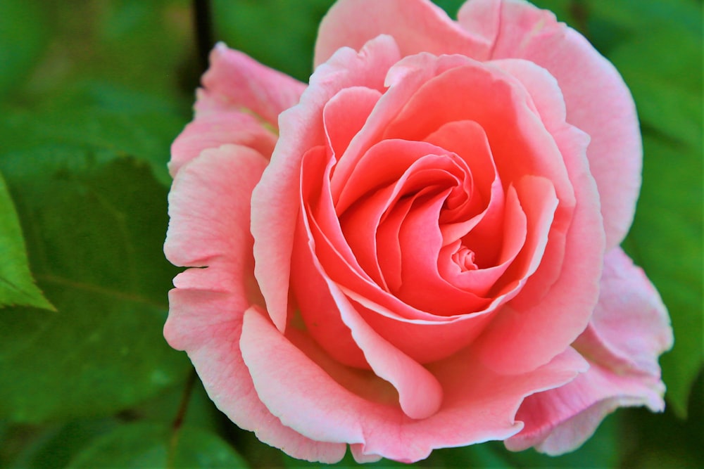 pink rose in bloom during daytime