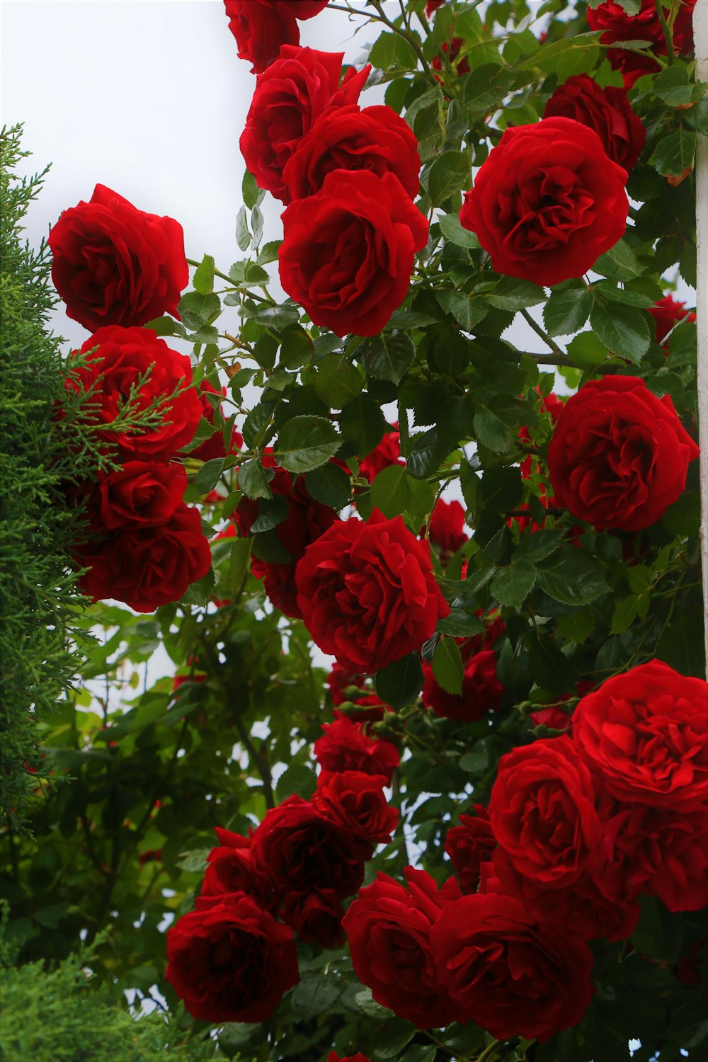 roses rouges en fleurs pendant la journée