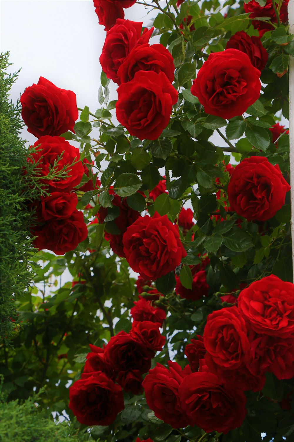 red roses in bloom during daytime