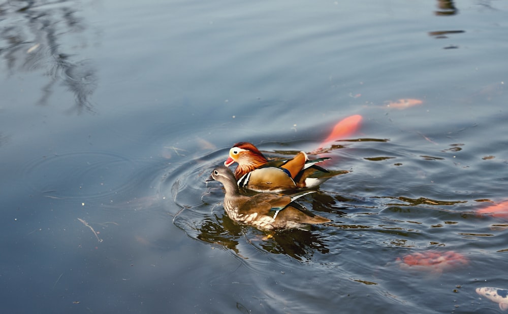 brown duck on water during daytime