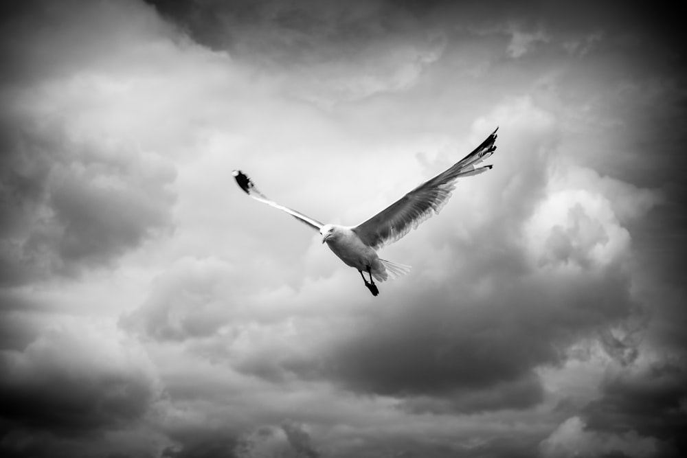 grayscale photo of bird flying