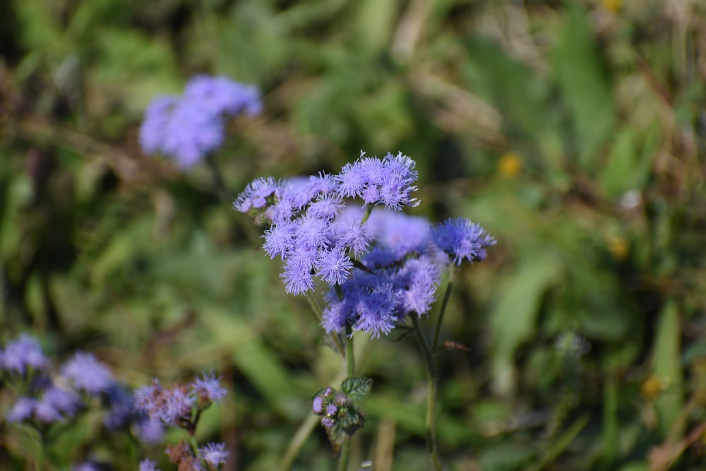 flor roxa na lente do deslocamento da inclinação