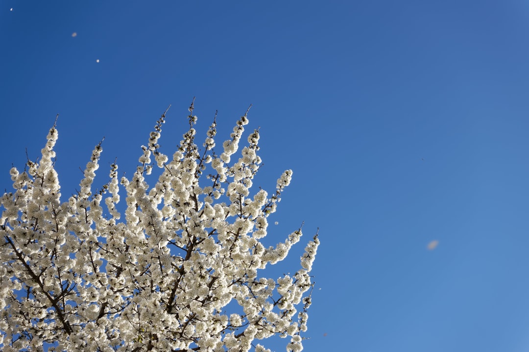 white flowers under blue sky during daytime