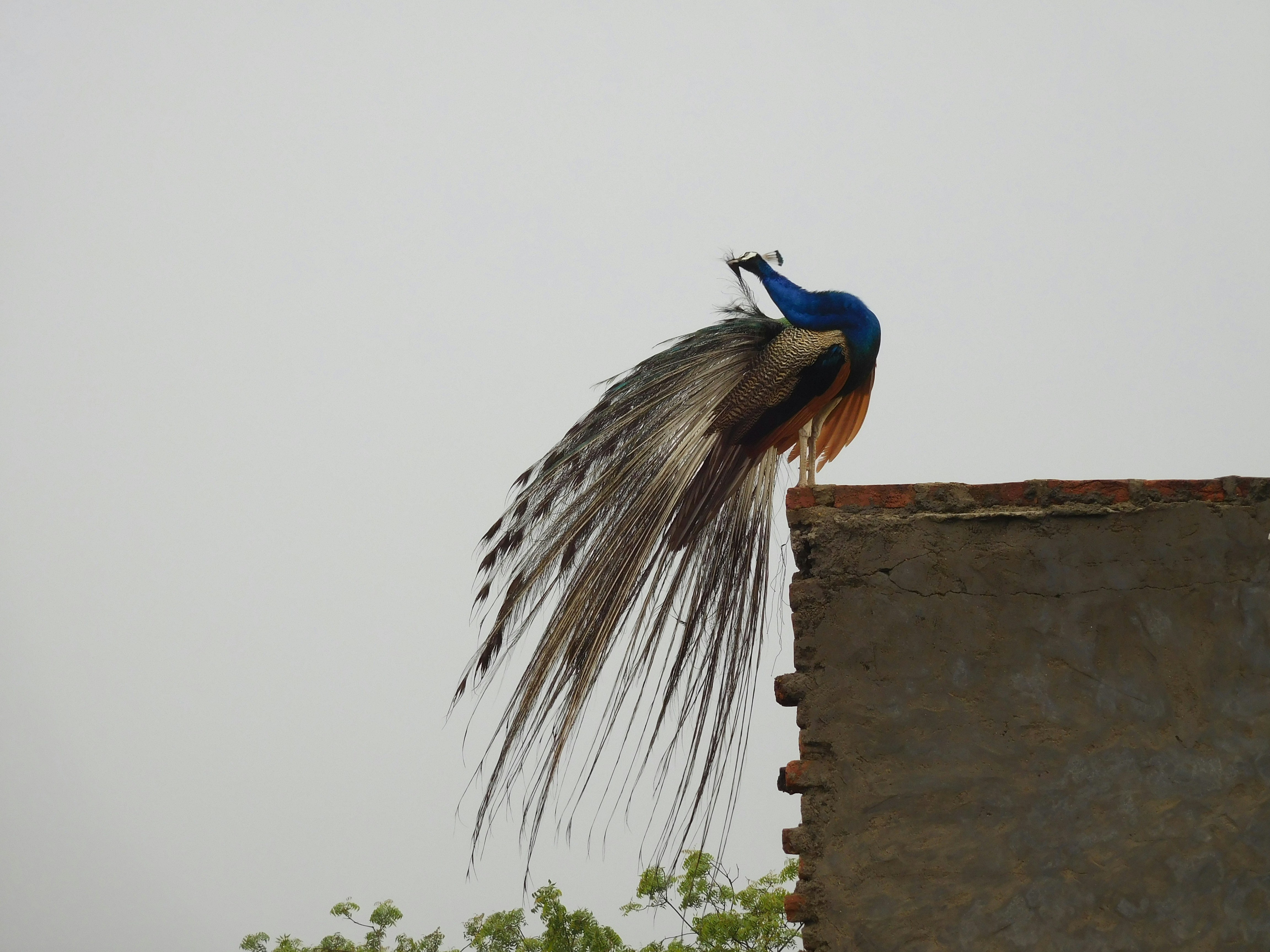 Photograph of a blue-headed bird with long trailing tail plumes perched on a weathered brick ledge against a pale sky.