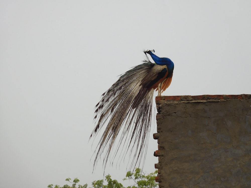 blue and brown bird on brown wooden post