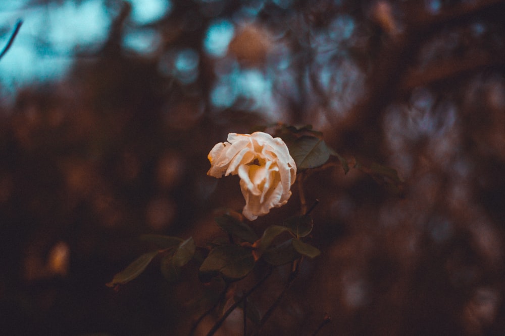 white rose in bloom during daytime