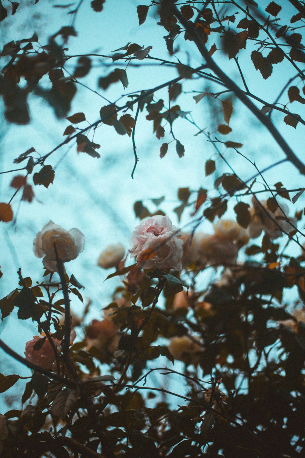 flor de cerejeira rosa em fotografia de perto