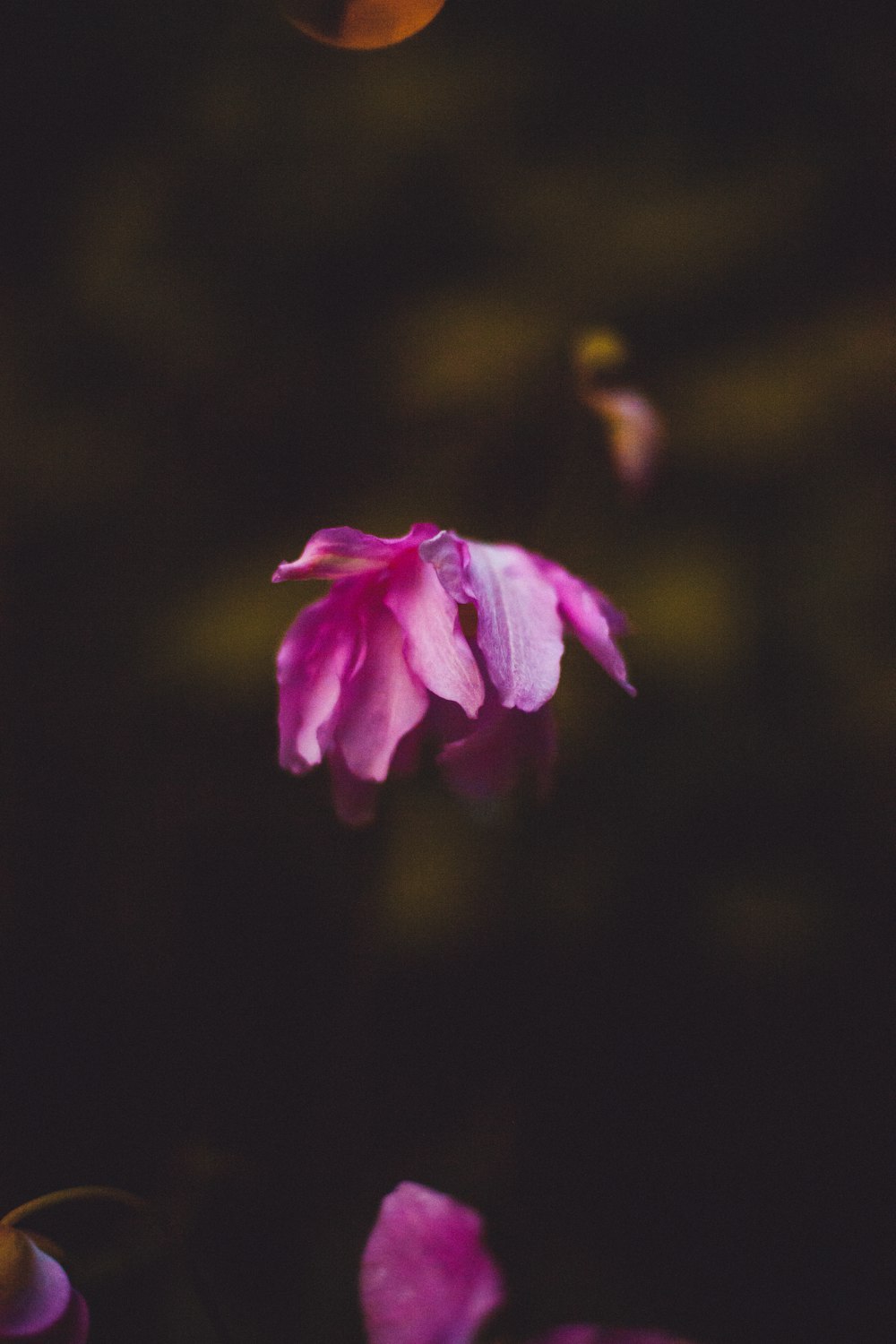 pink flower in tilt shift lens