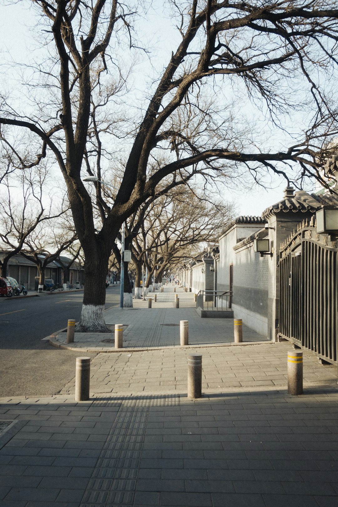 bare trees near white building during daytime