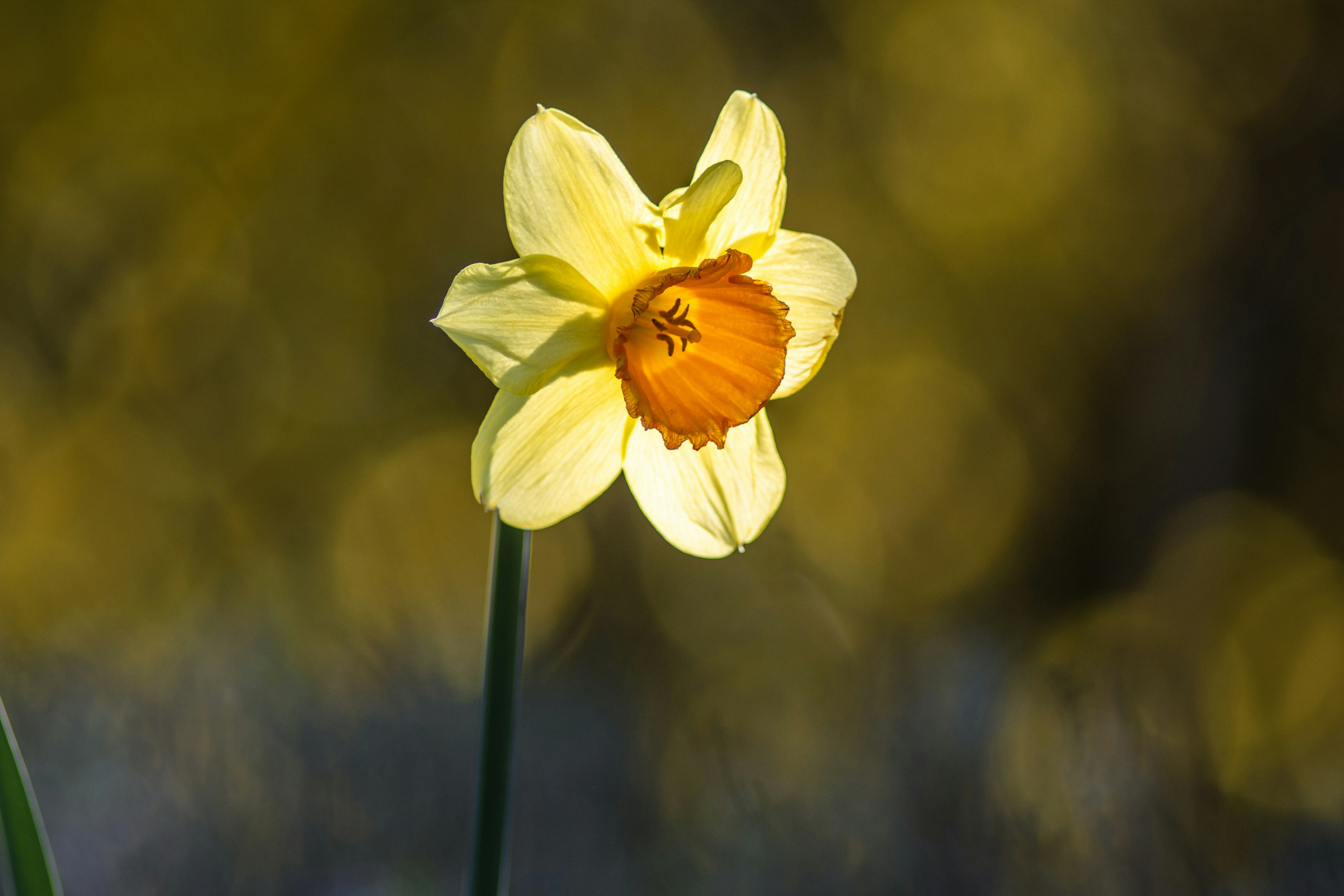 Photo by henrykfoto66