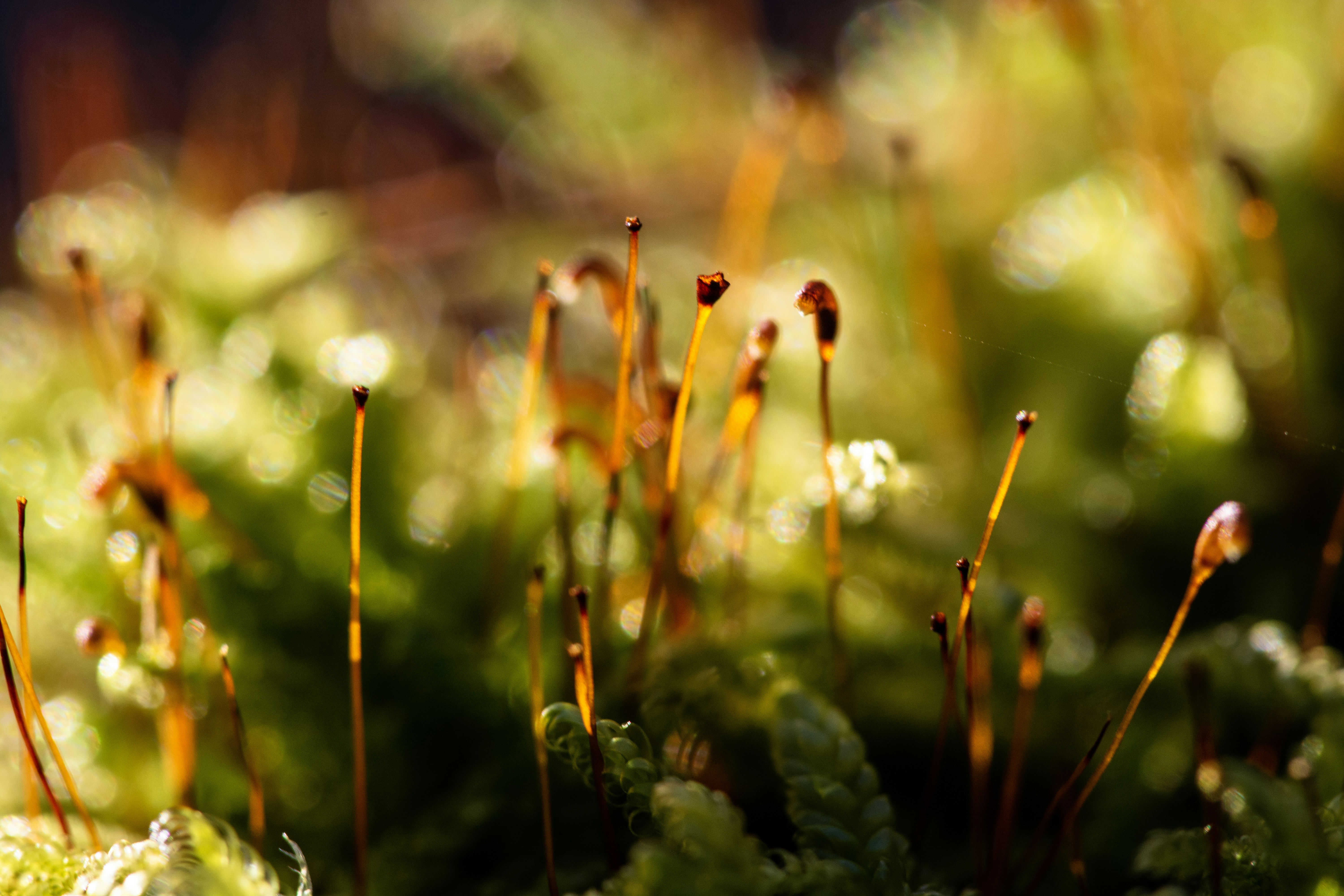 Photo by henrykfoto66