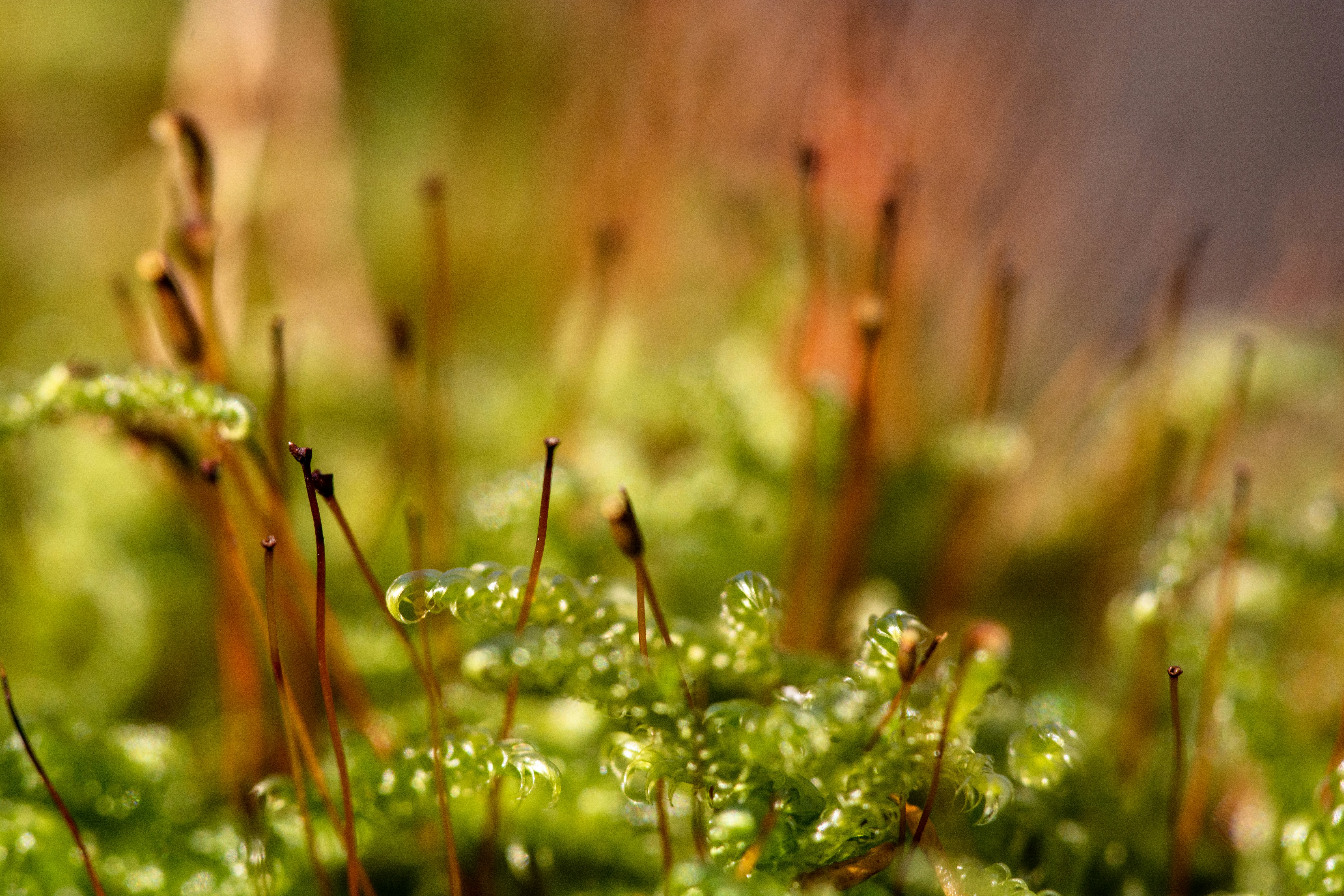 Photo by henrykfoto66