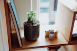 A cheerful succulent cluster basking in warm afternoon light on a wooden shelf.