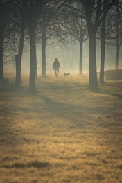 silhouette of man and woman walking on forest during daytime