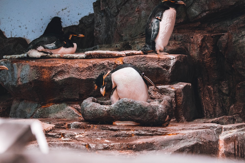 penguins on brown rock during daytime