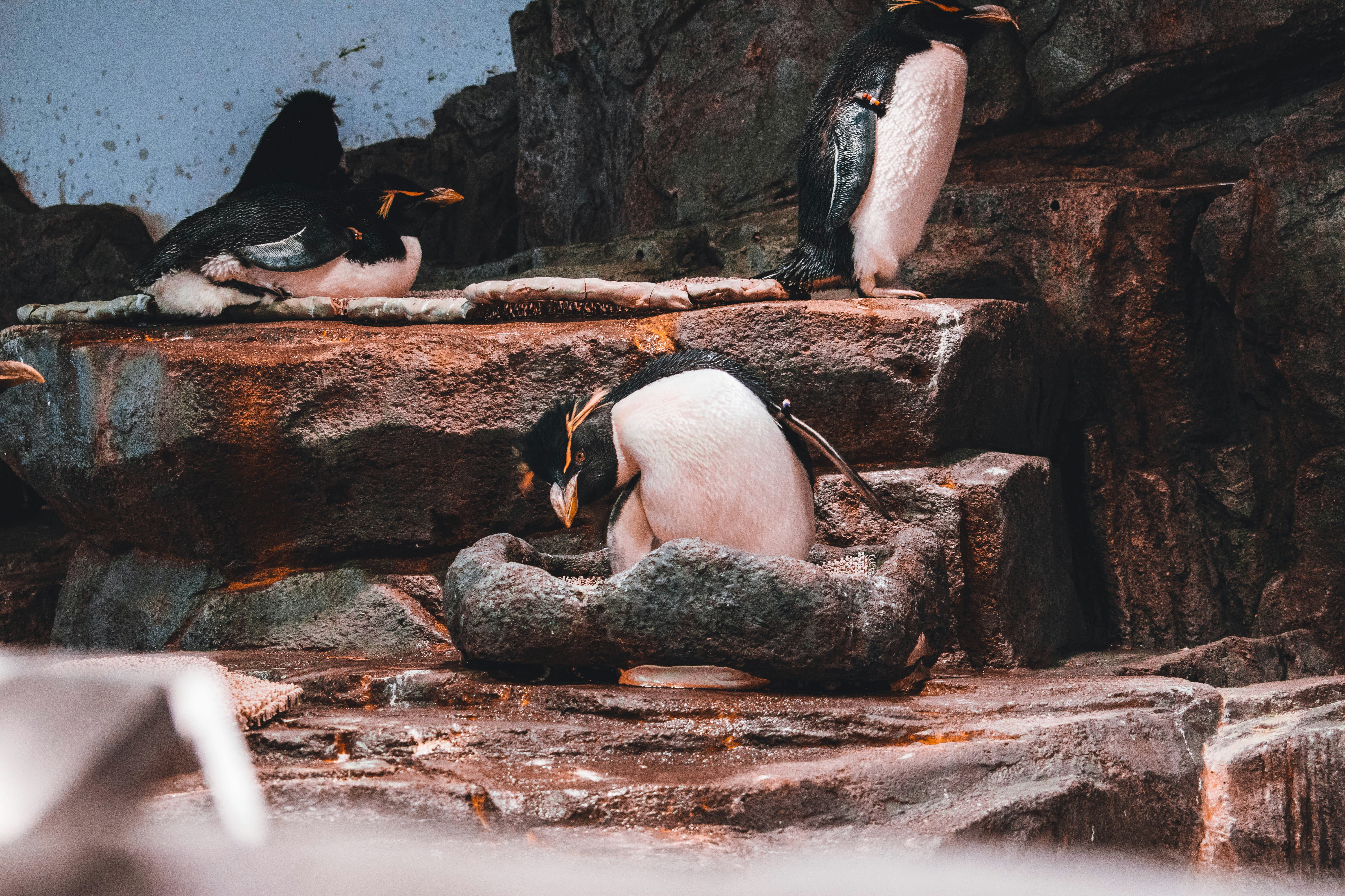 Pinguins in Osaka Kaiyukan Aquarium in Japan.