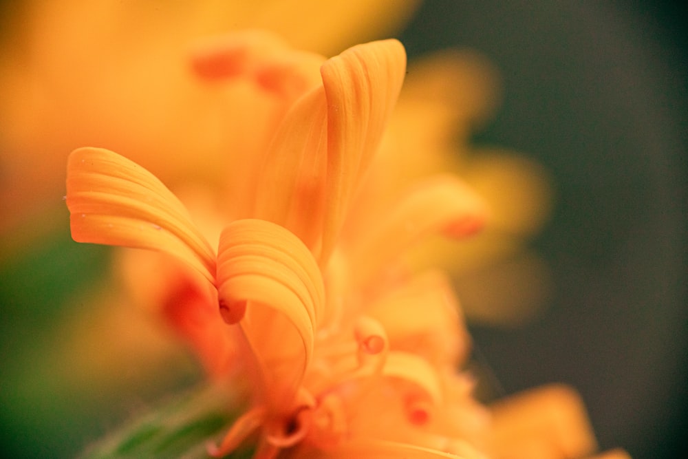 yellow flower in tilt shift lens