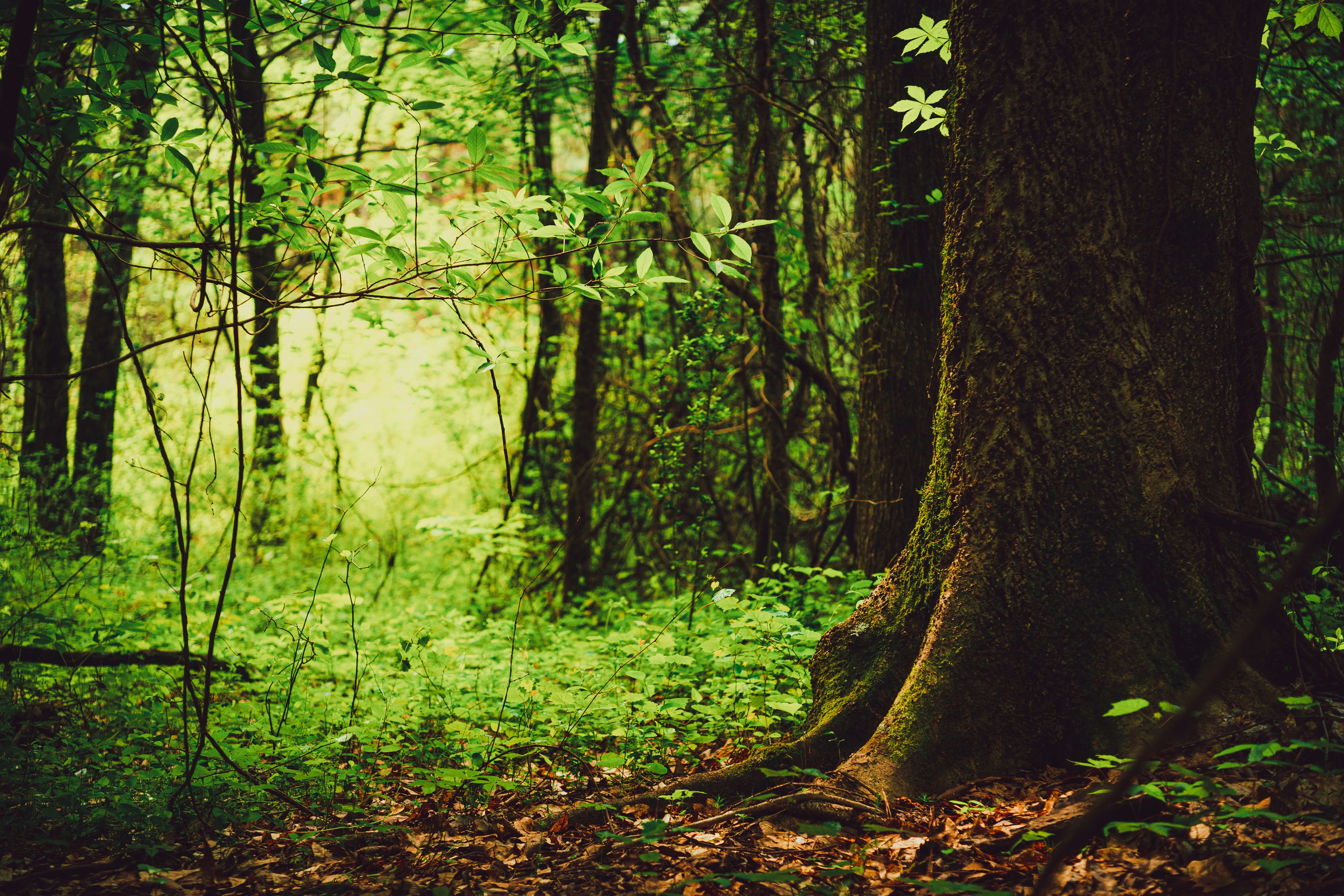 Photo by timothycdykes