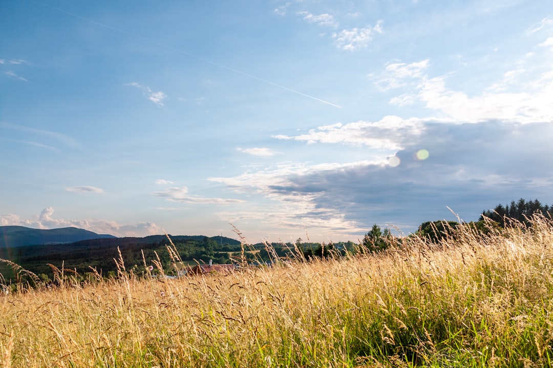 green grass field under blue sky during daytime