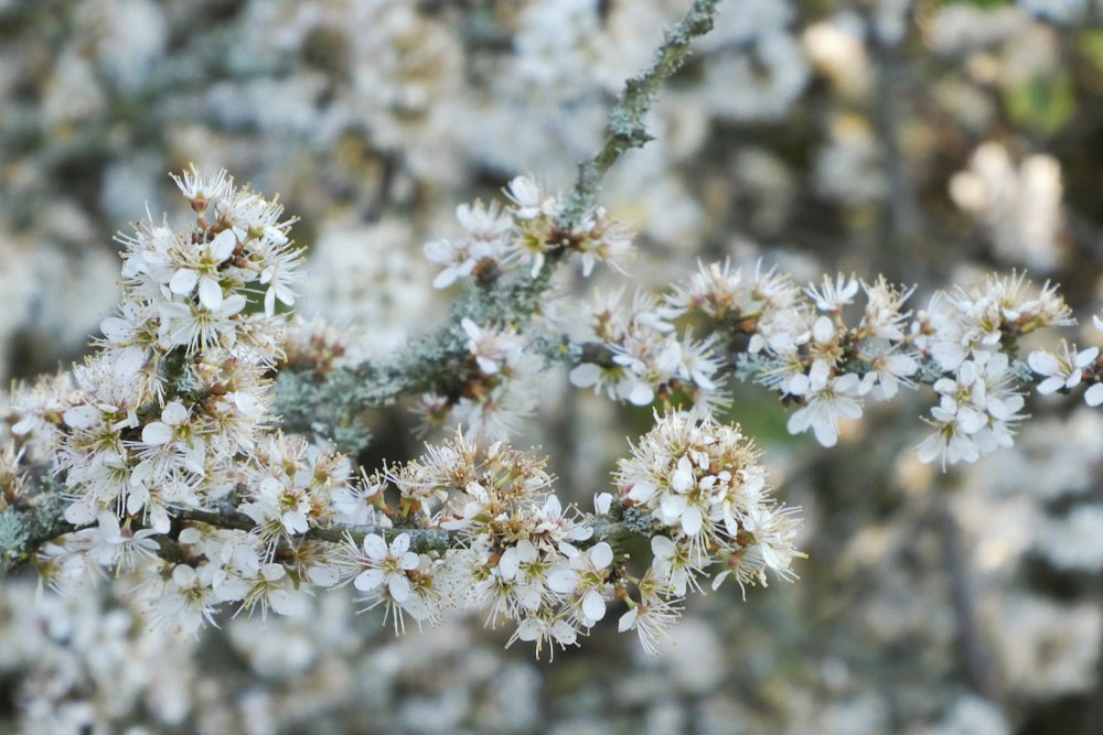 white flowers in tilt shift lens