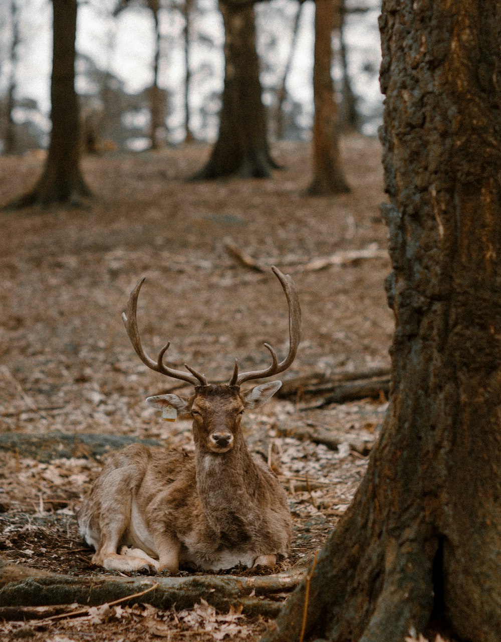 brown deer on brown grass field during daytime