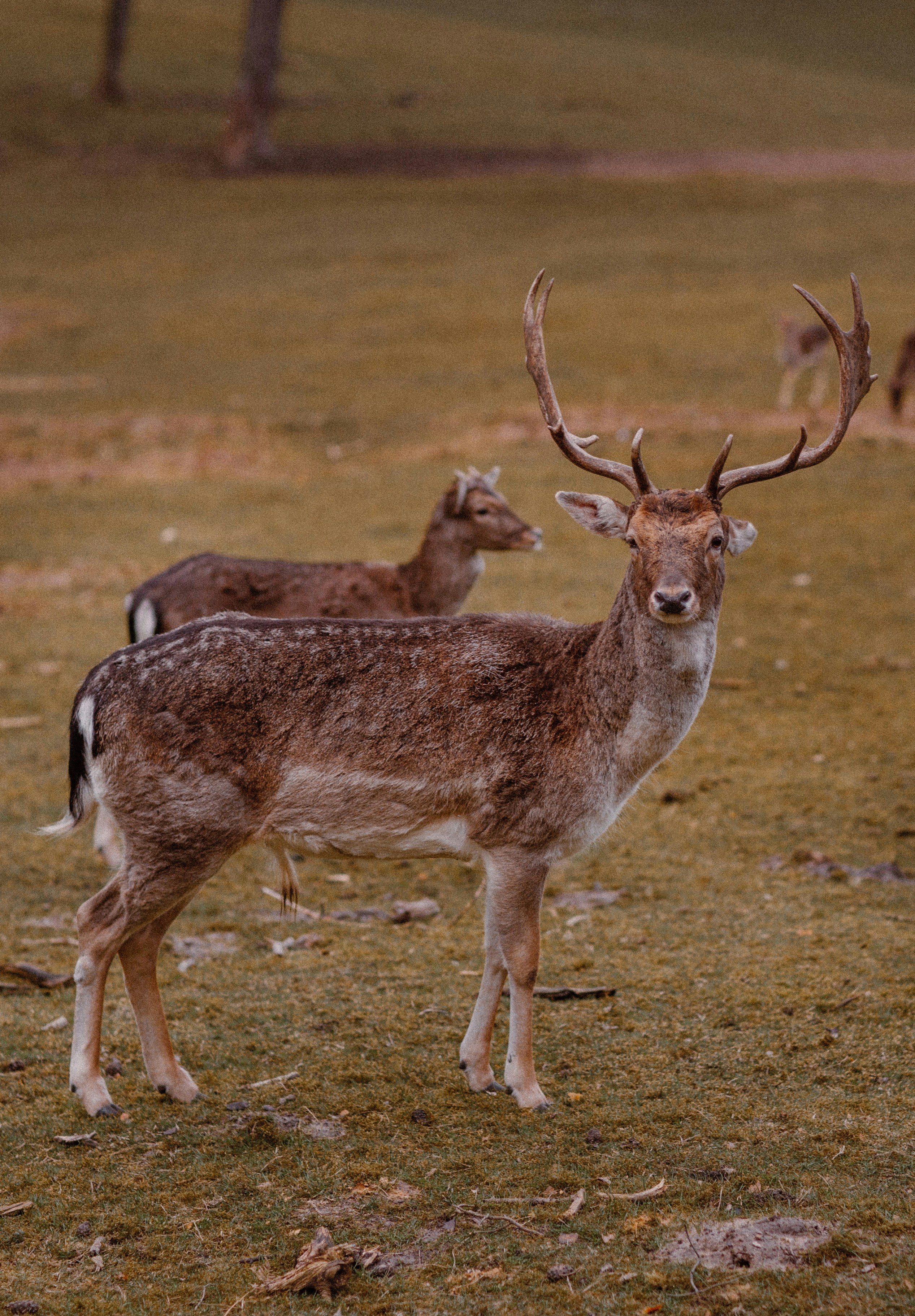 Photo by giorgiiremadze