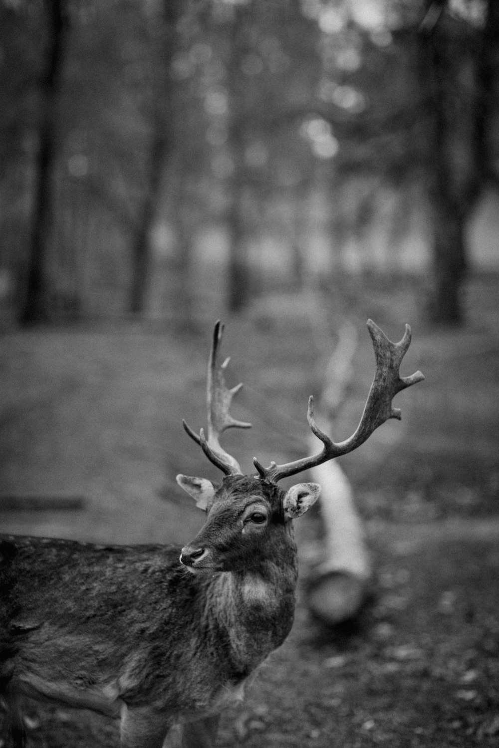 grayscale photo of deer on field