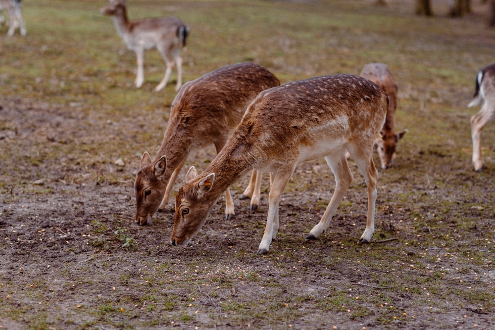 brown deer on green grass field during daytime