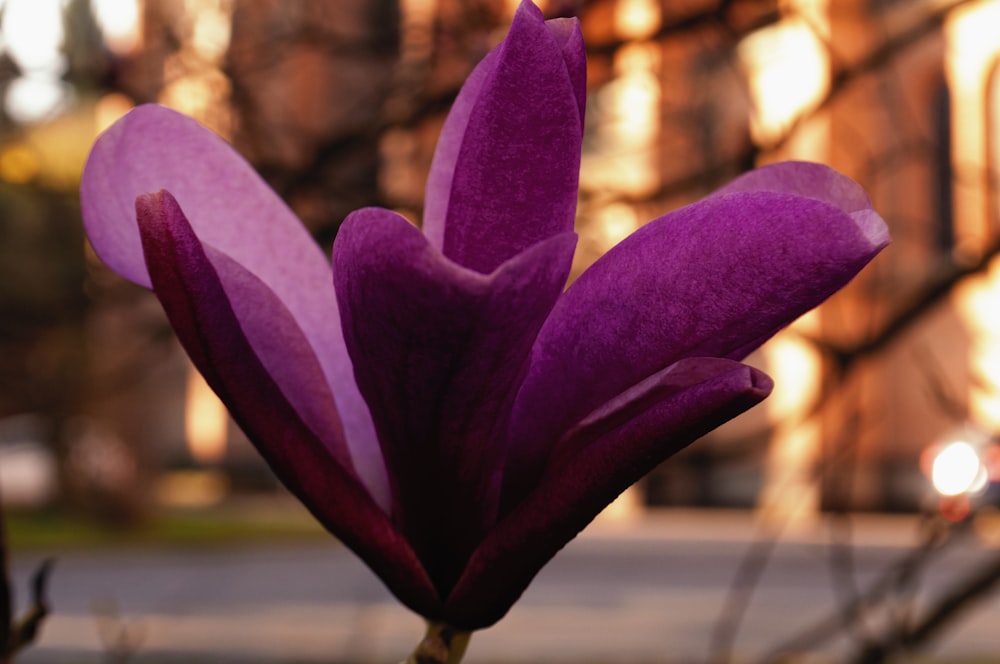 purple flower in tilt shift lens