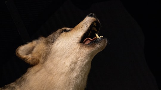 white and brown wolf with black background in Lyon France