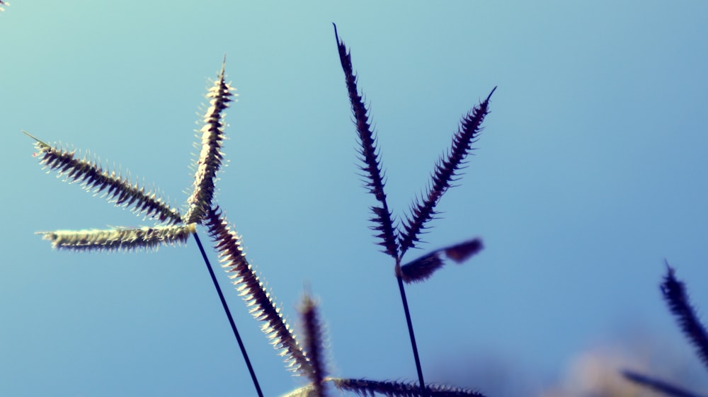 green plant under blue sky during daytime