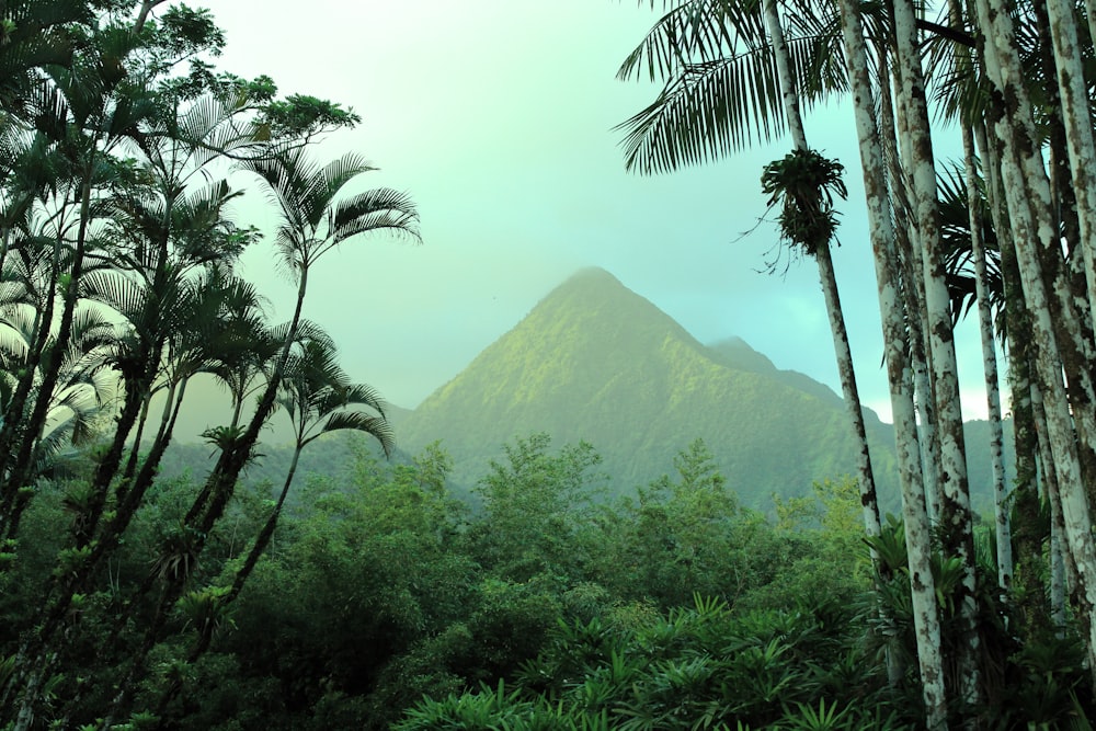 palmeiras verdes perto da montanha durante o dia