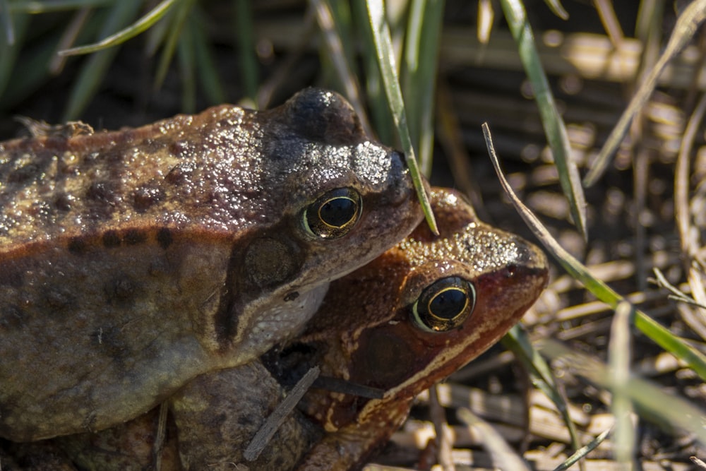 grenouille brune et noire sur herbe verte