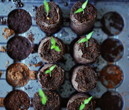 green plant on black soil