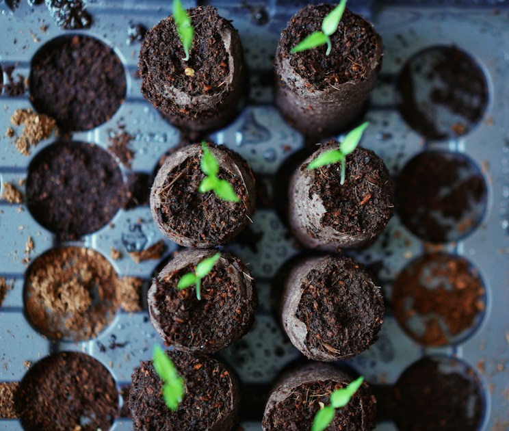 How to Harden Off Seedlings Before Moving Them Outside — practical guide overview