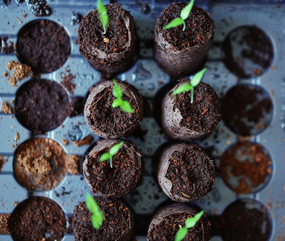 green plant on black soil