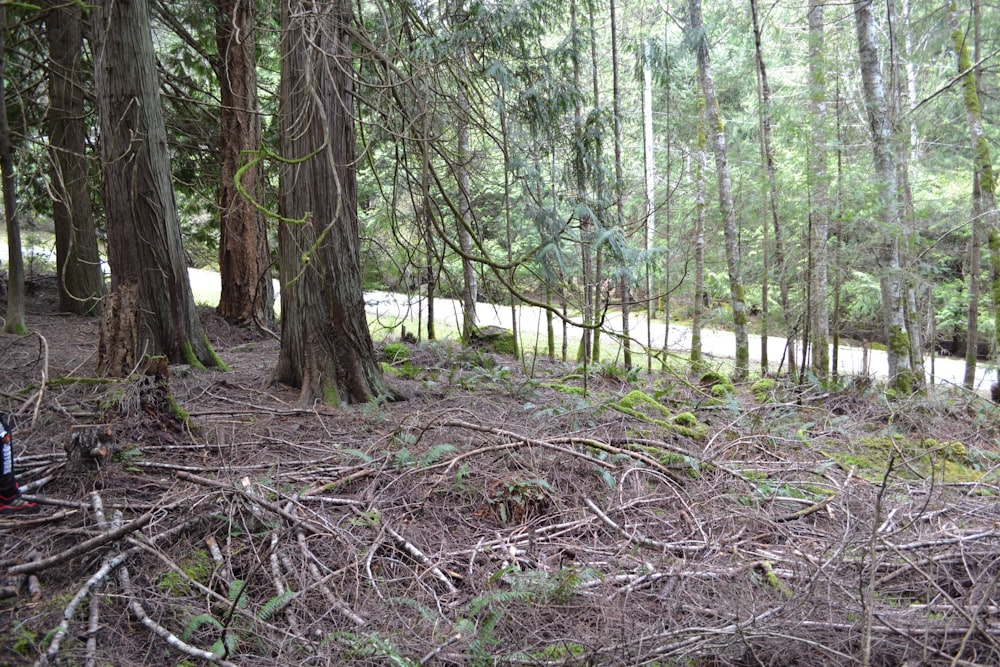 green trees and brown dried leaves