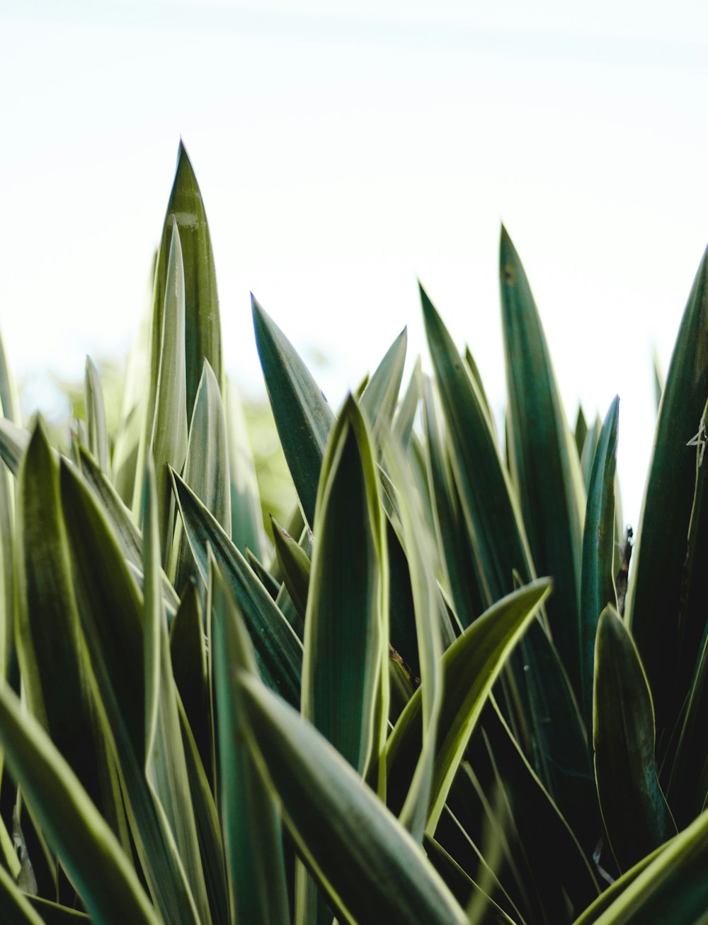 green leaf plant during daytime