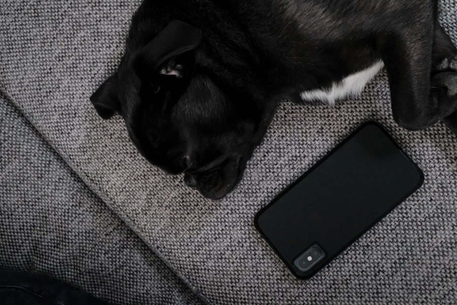 Dog Worming Schedule UK: How Often and Which Treatment Is Best