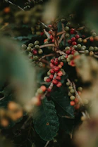 red round fruits on green leaves