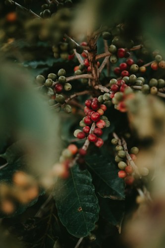 Countries That Drink the Most Coffee: Ranked