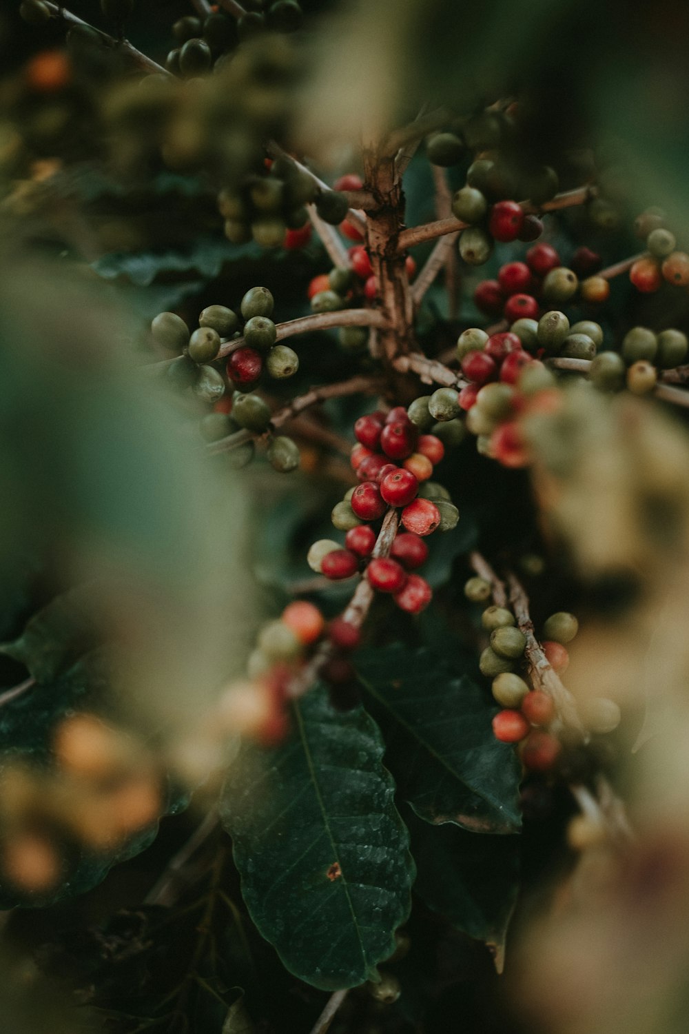 red round fruits on green leaves